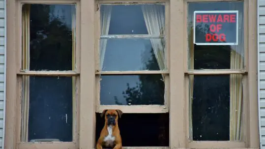 guard dogs in arizona