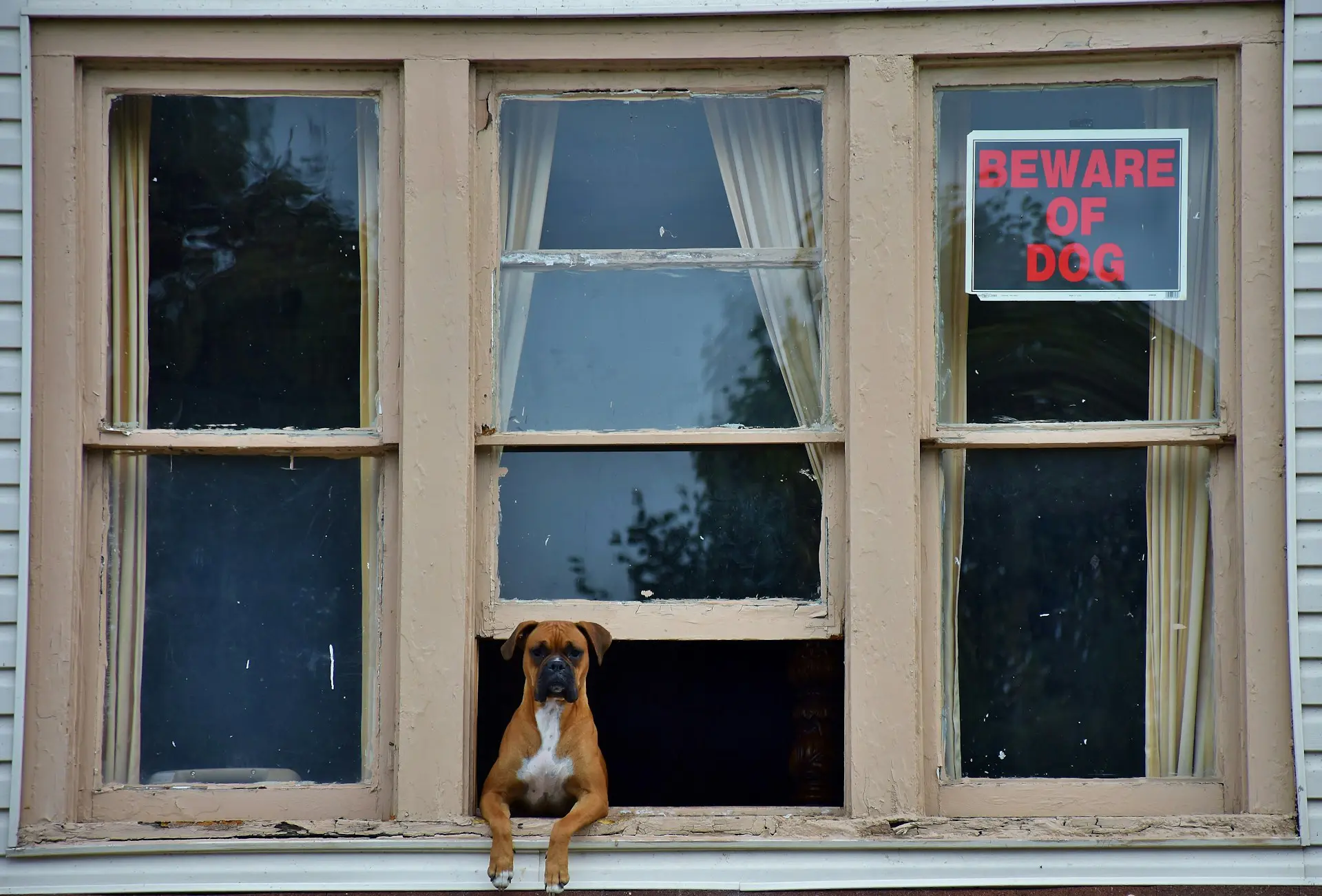 guard dogs in arizona