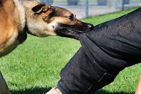 police dog biting pants