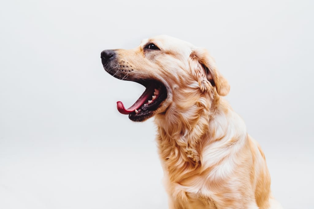 dog yawning