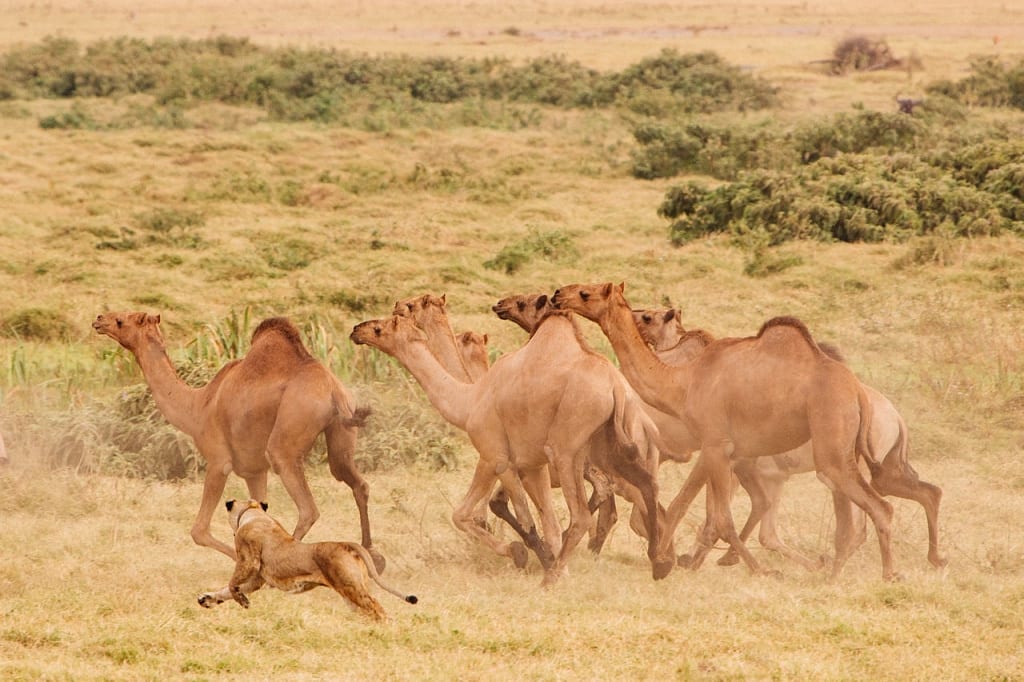 lion hunting camels