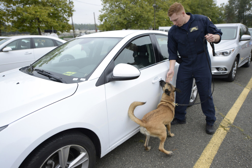 dog-handler-with-k9